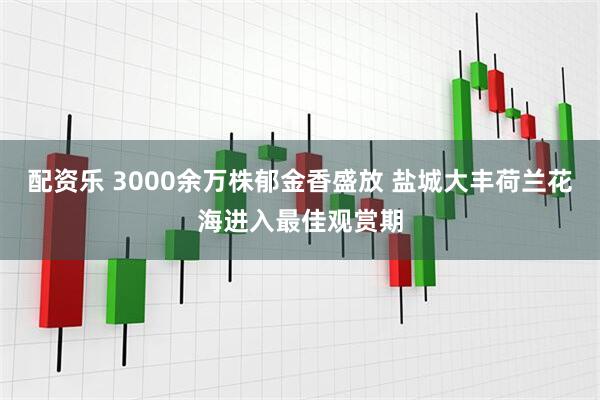 配资乐 3000余万株郁金香盛放 盐城大丰荷兰花海进入最佳观赏期
